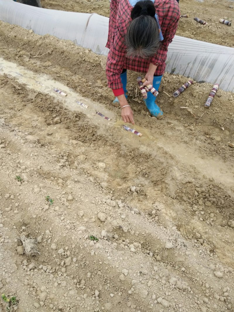 【优质】甘蔗头！长势好！品质佳！提供种植技术