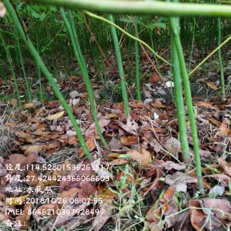 大量供应檫木苗，产地直销，江西檫木苗，数十年育苗经验