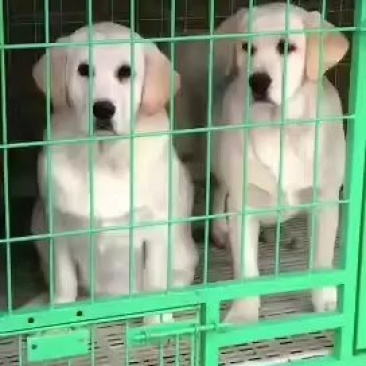 拉不拉多