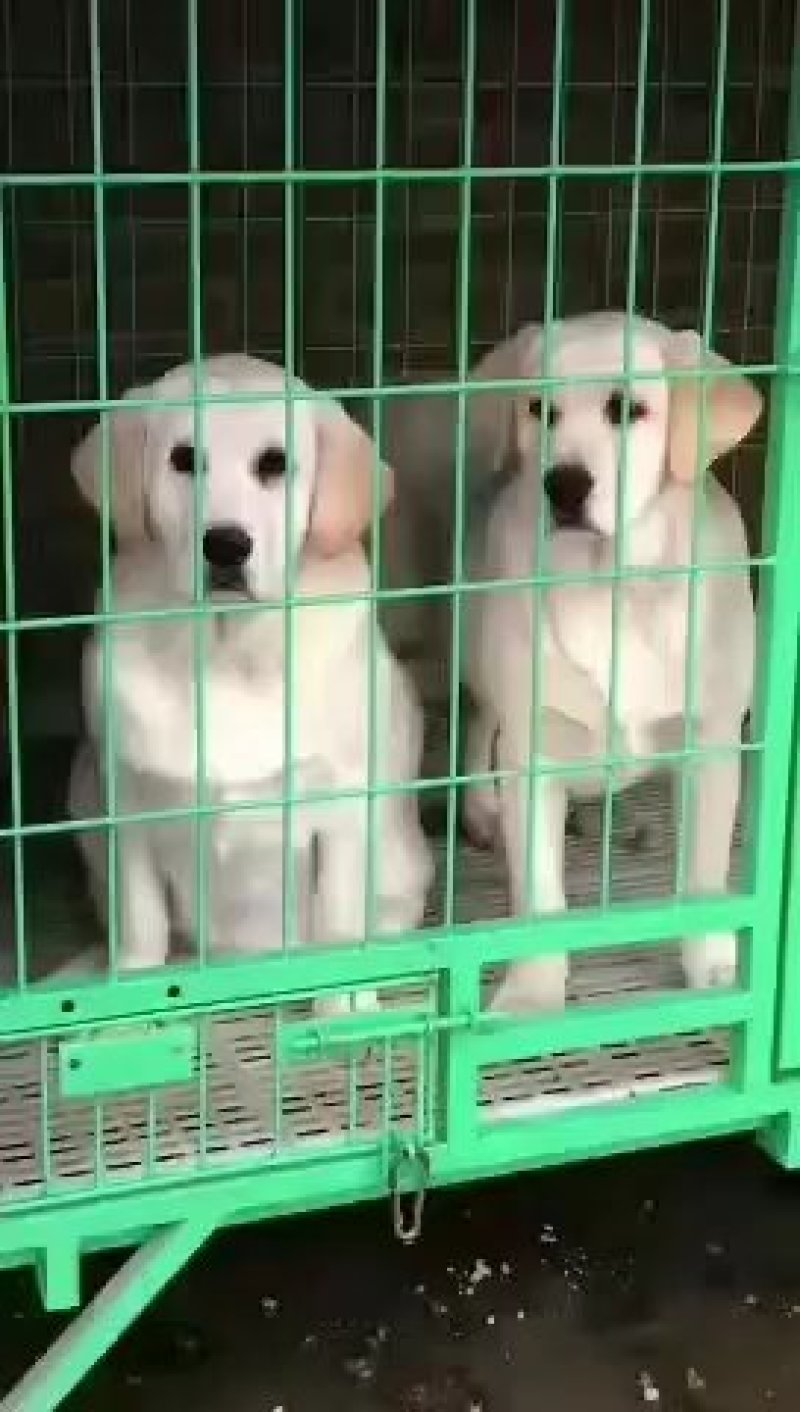 拉不拉多