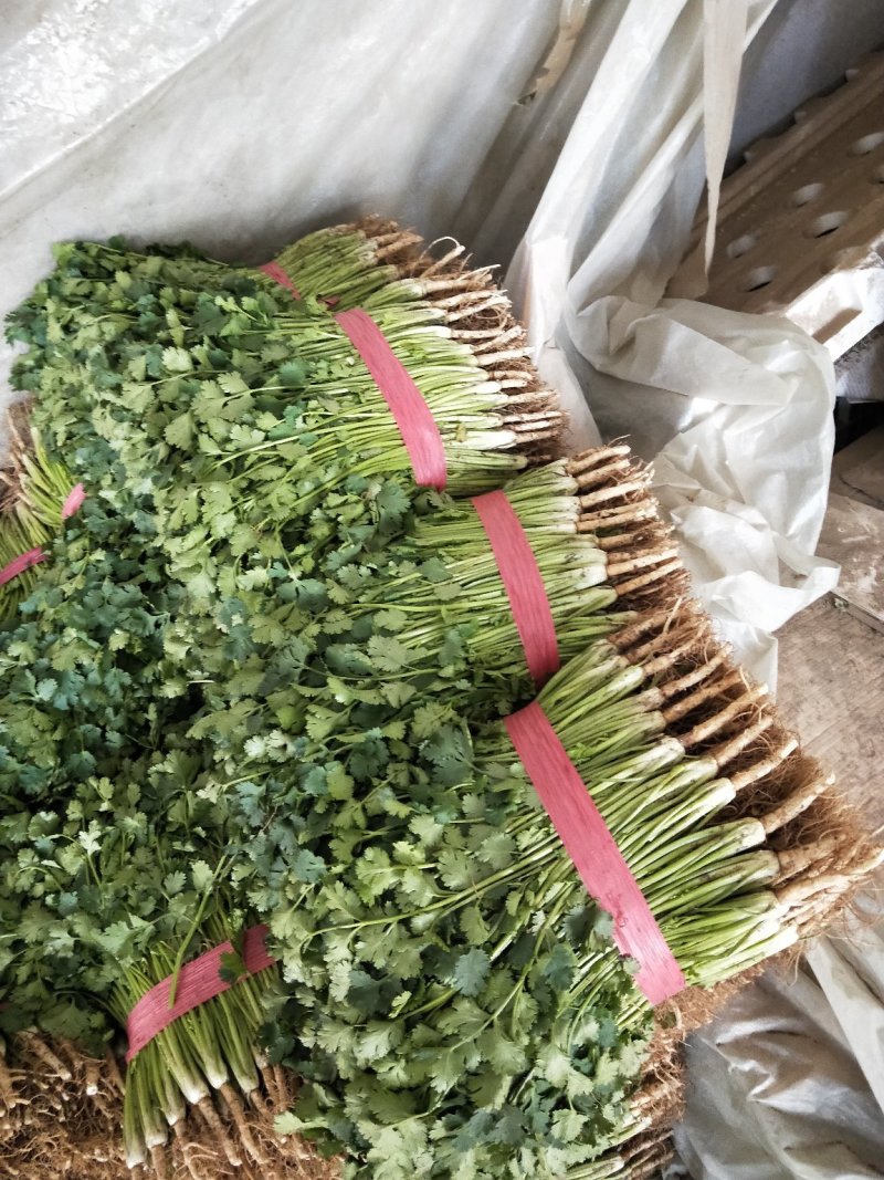 中叶铁杆青香菜，毛菜，净菜，提供包装，诚信报价！