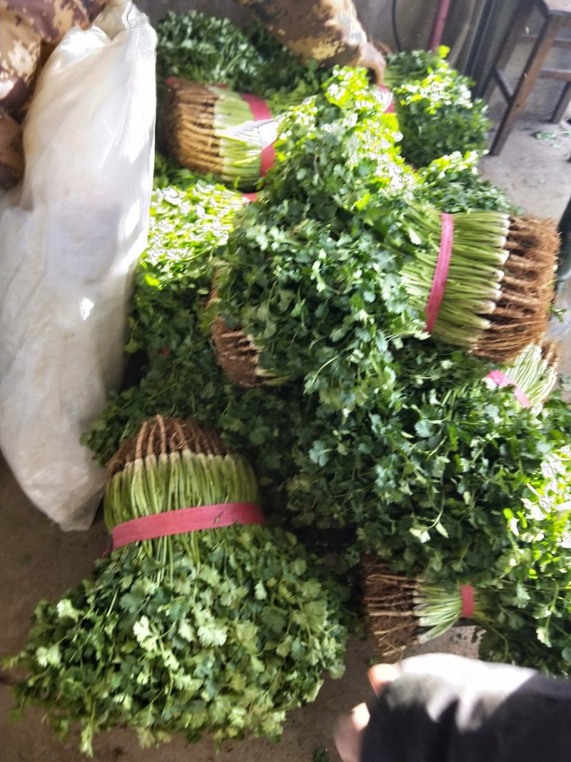 中叶铁杆青香菜，毛菜，净菜，提供包装，诚信报价！