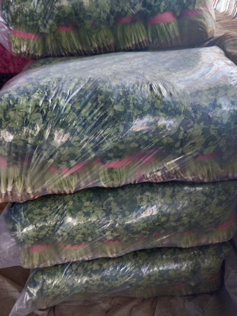 中叶铁杆青香菜，毛菜，净菜，提供包装，诚信报价！