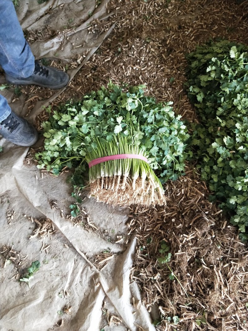 中叶铁杆青香菜，毛菜，净菜，提供包装，诚信报价！