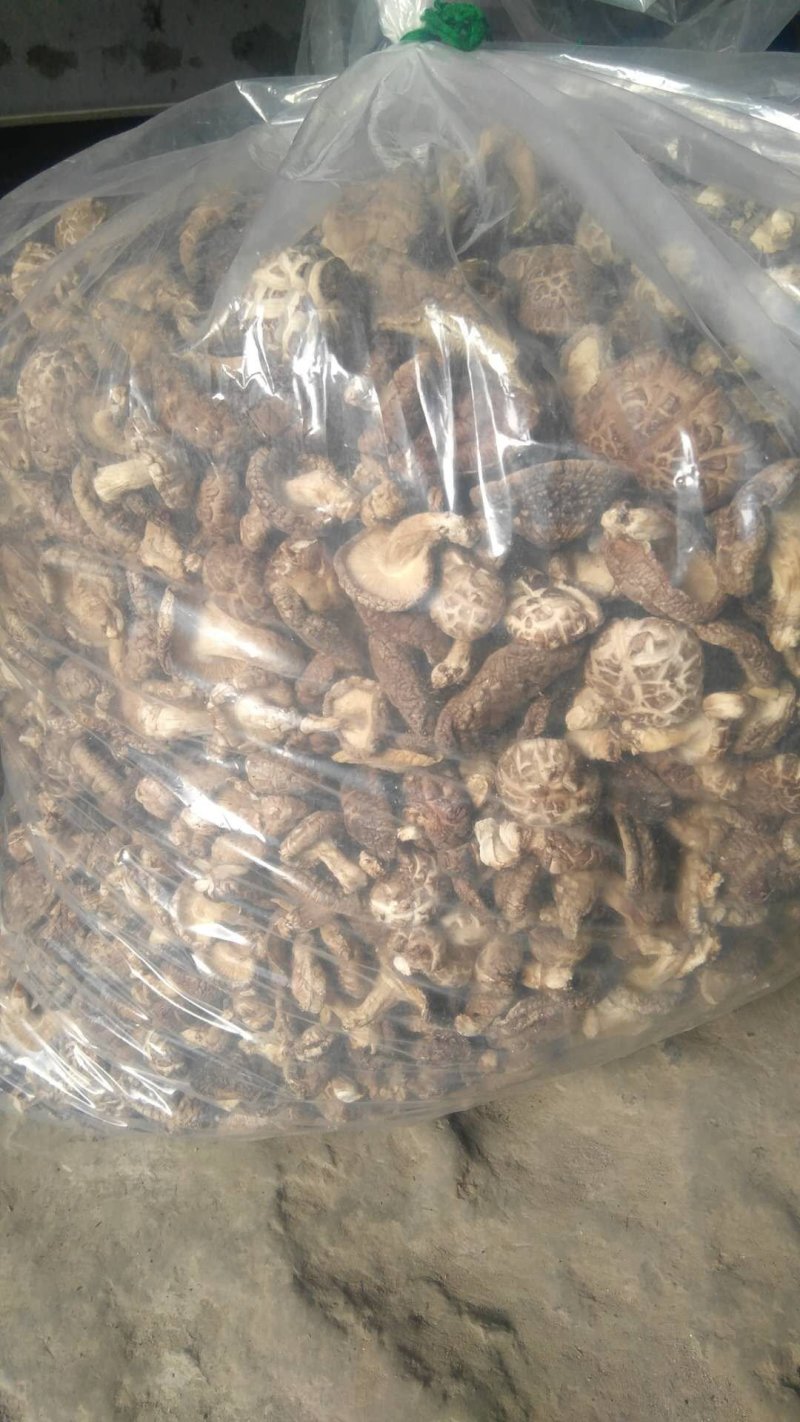 椴木香菇