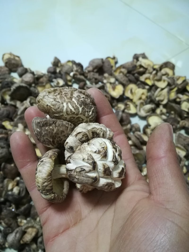 椴木香菇