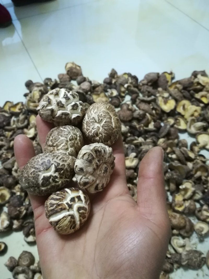 椴木香菇