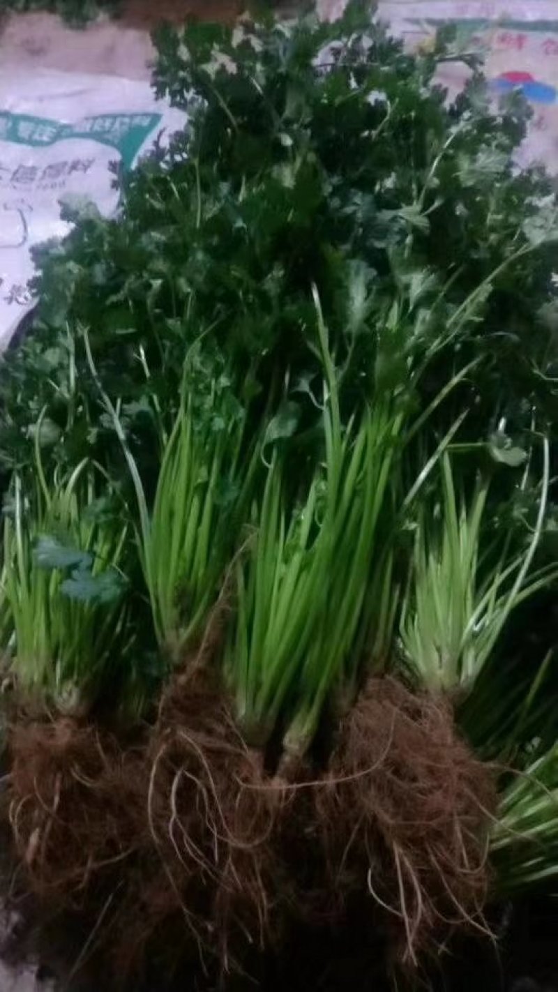 香菜