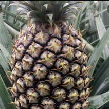 菠萝