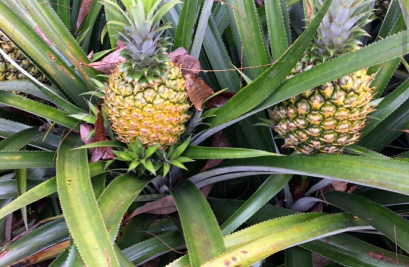 菠萝