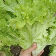 生菜