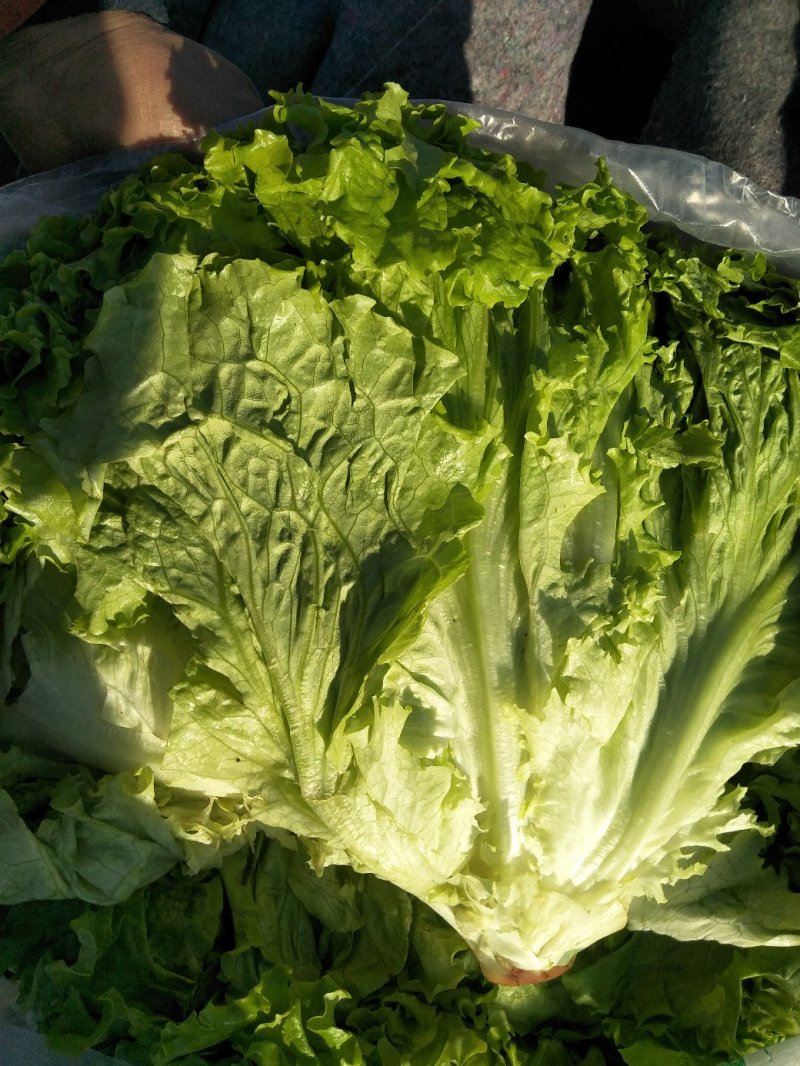 生菜