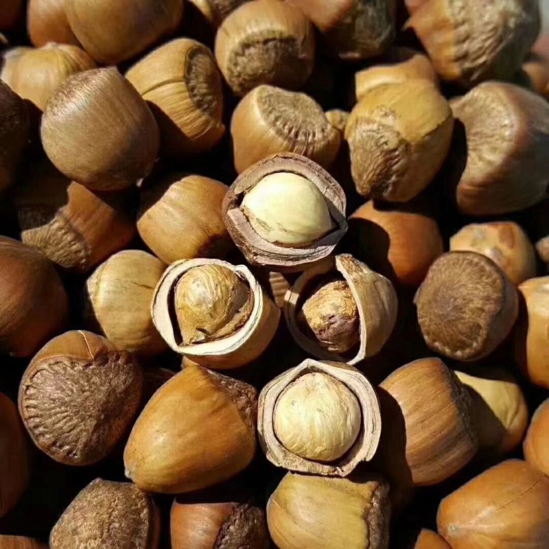 东北野生大榛子皮薄开口，散装，礼盒装
