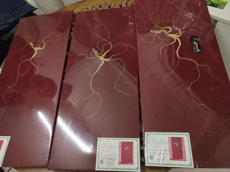 长白山林下参