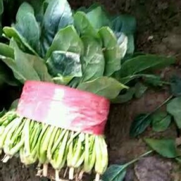 精品菠菜