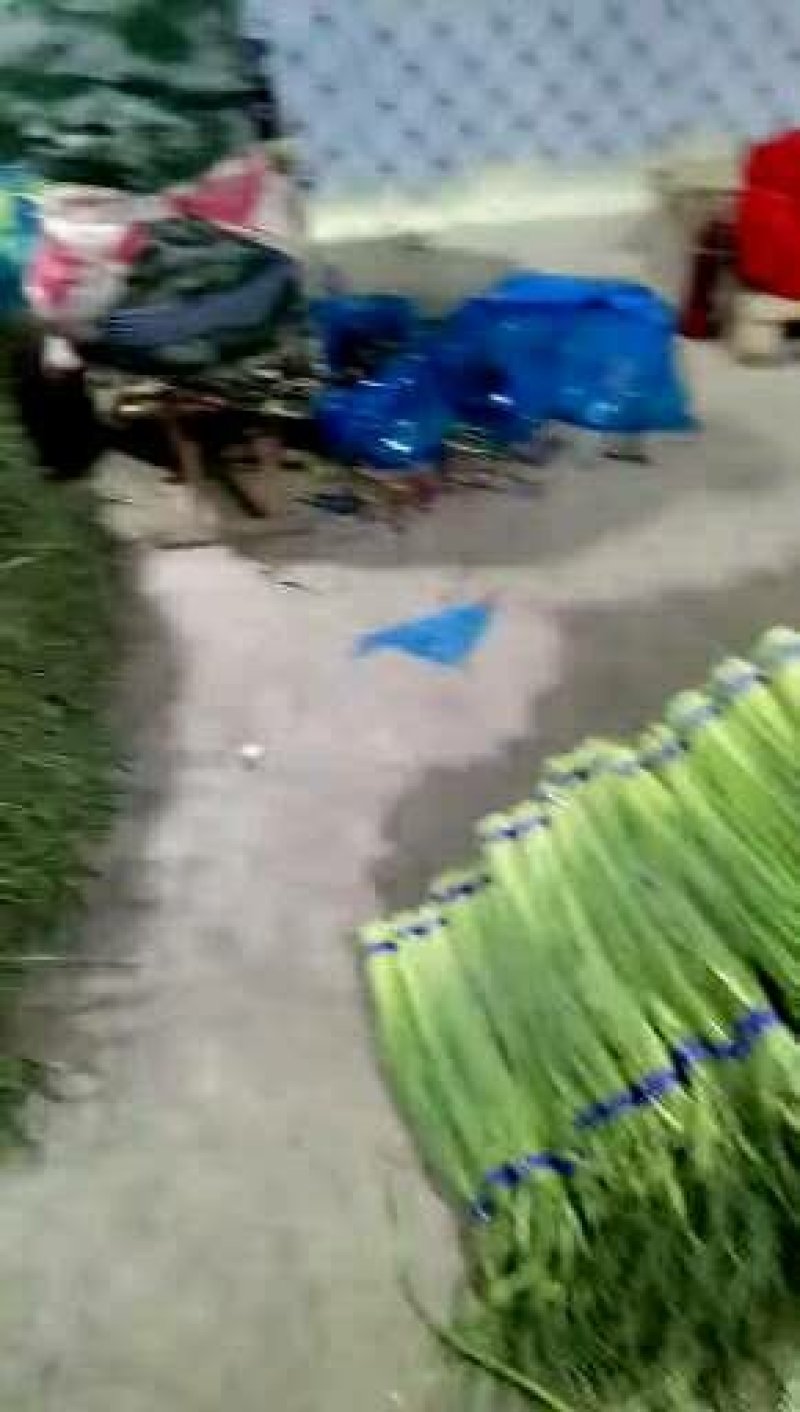 蒜苔