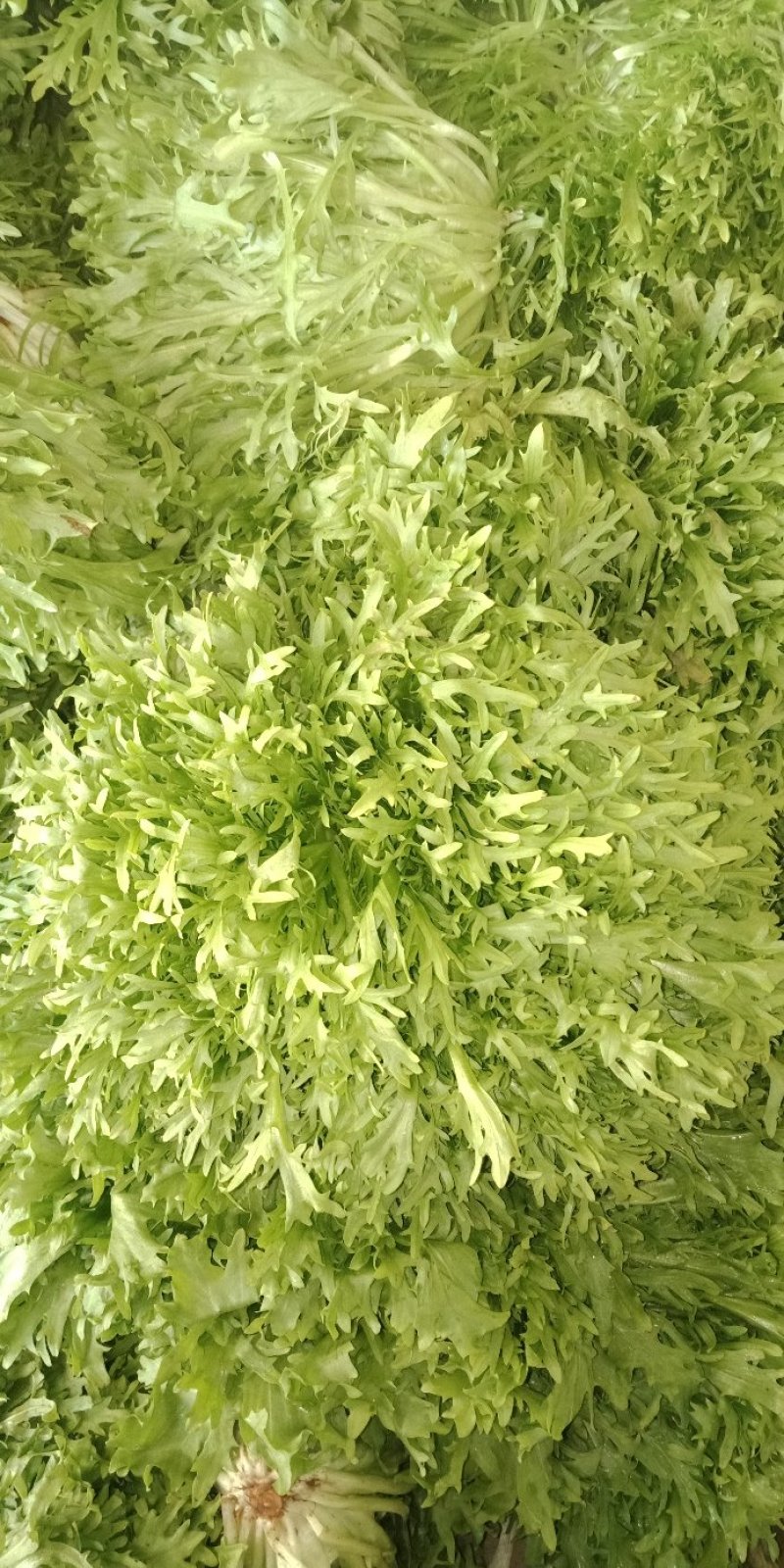 苦苣菜