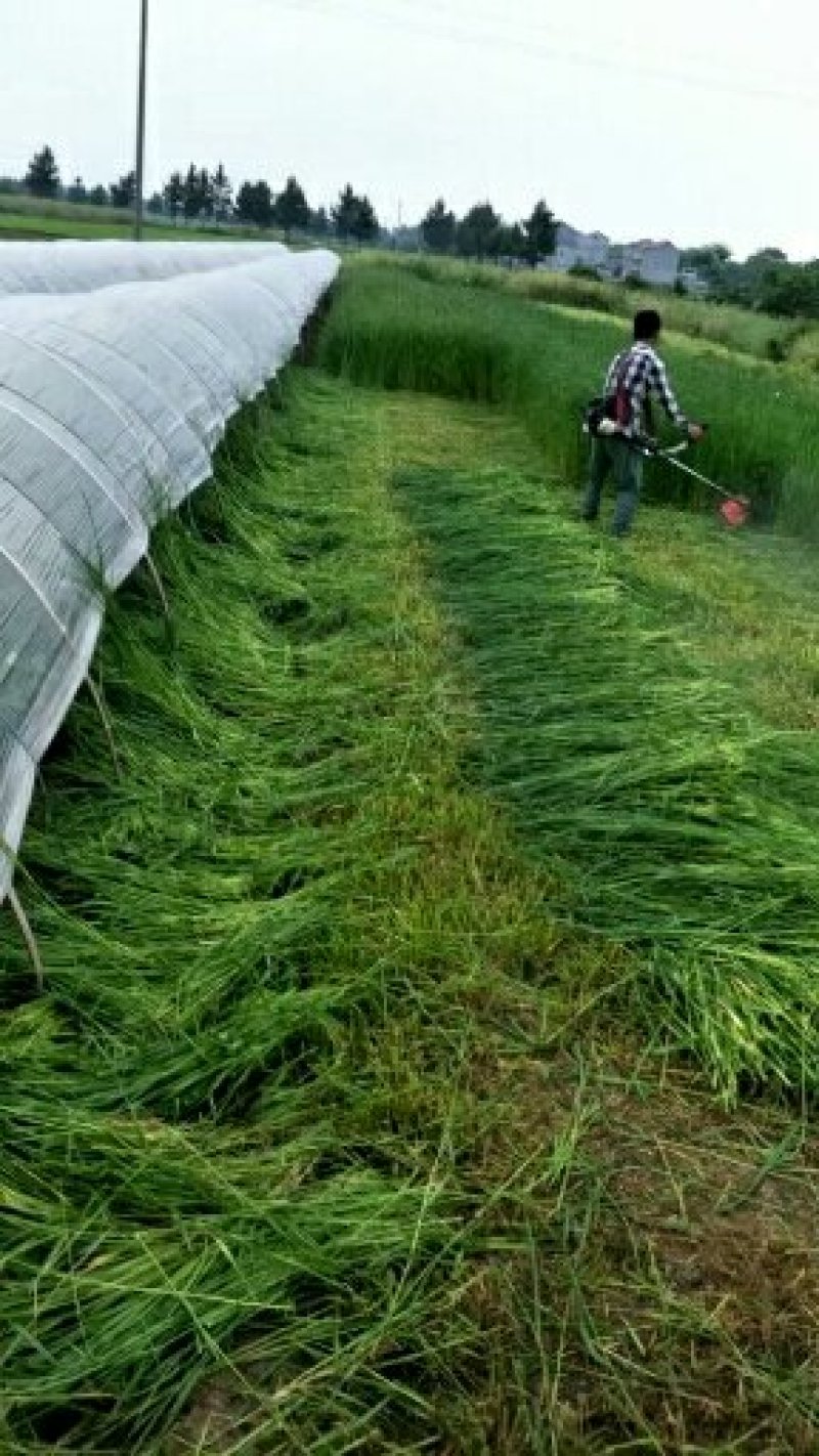 多年生黑麦草种子养殖牛羊兔牧草抗寒牧草种子