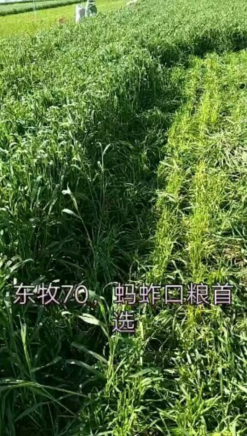 多年生黑麦草种子养殖牛羊兔牧草抗寒牧草种子