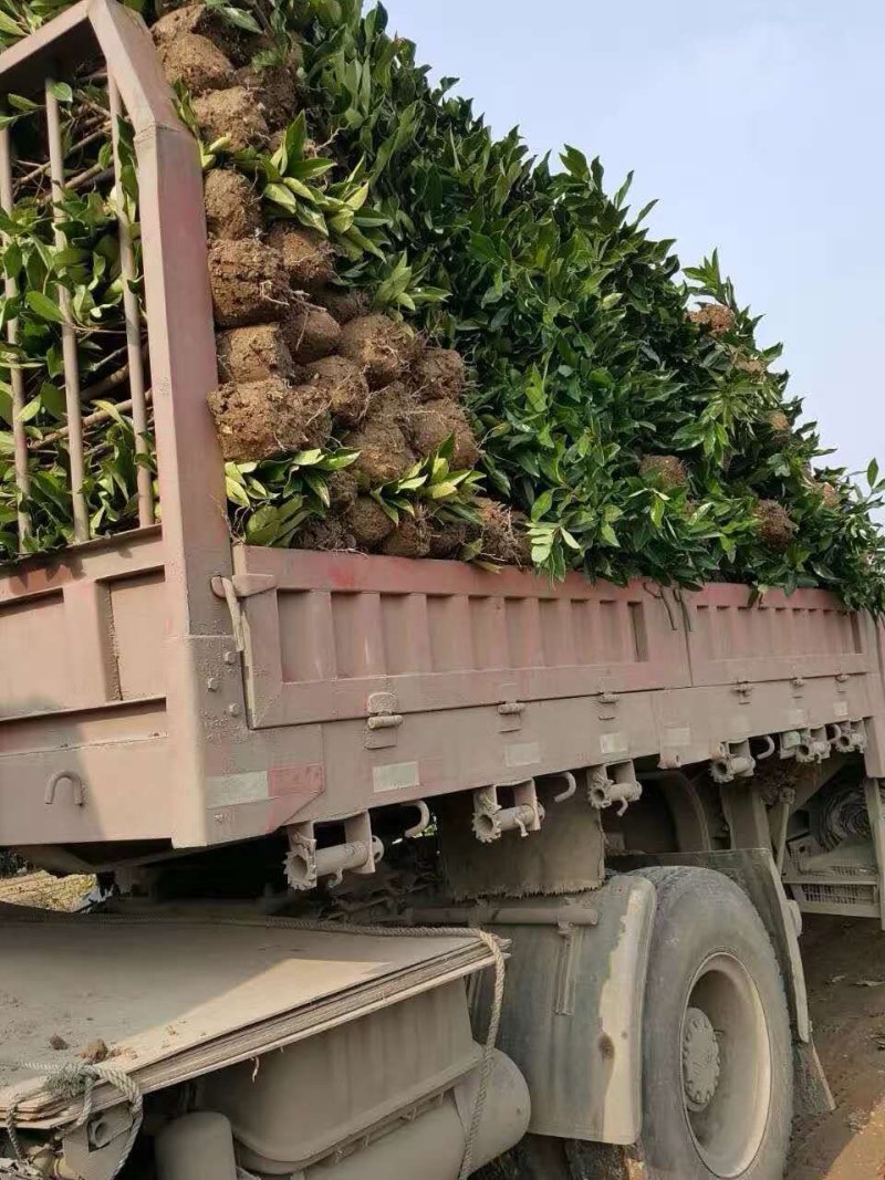 法国冬青，有名珊瑚，产地浙江宁波，不脱脚精品苗