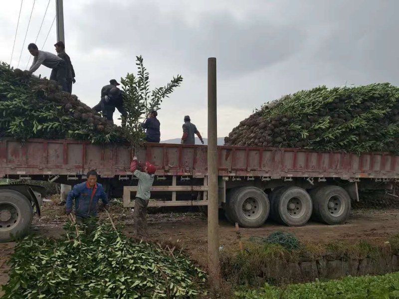 法国冬青，有名珊瑚，产地浙江宁波，不脱脚精品苗