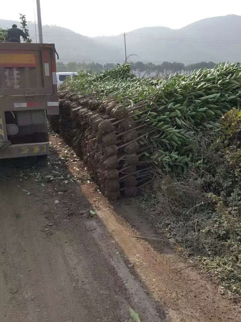 法国冬青，有名珊瑚，产地浙江宁波，不脱脚精品苗