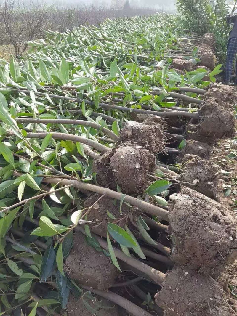 法国冬青，有名珊瑚，产地浙江宁波，不脱脚精品苗