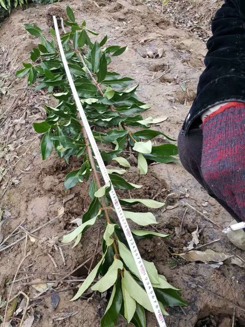 法国冬青，有名珊瑚，产地浙江宁波，不脱脚精品苗