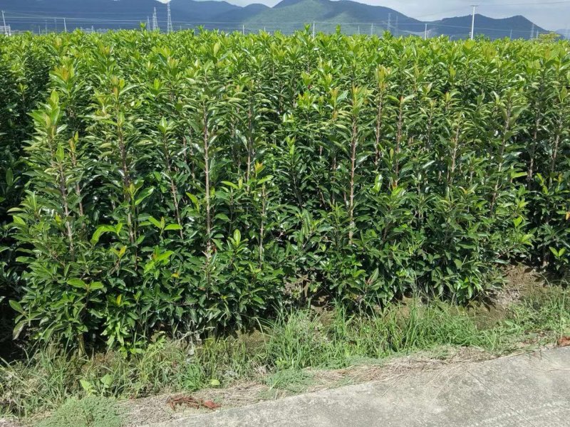 法国冬青，有名珊瑚，产地浙江宁波，不脱脚精品苗