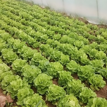大叶生菜现在出售2-3两大量出售货源充足欢迎批发