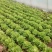 大叶生菜现在出售2-3两大量出售货源充足欢迎批发