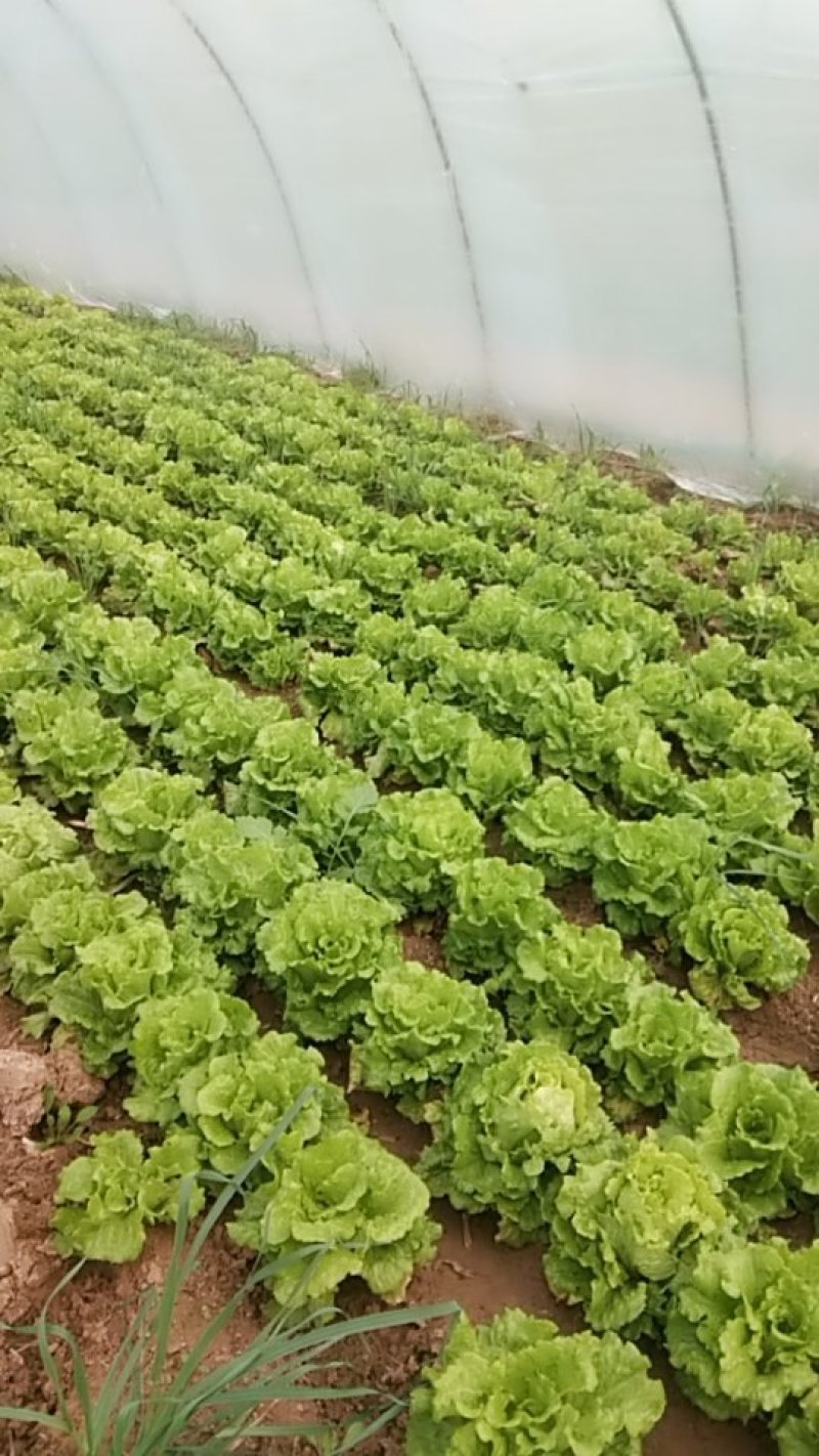 大叶生菜现在出售2-3两大量出售货源充足欢迎批发