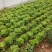 大叶生菜现在出售2-3两大量出售货源充足欢迎批发