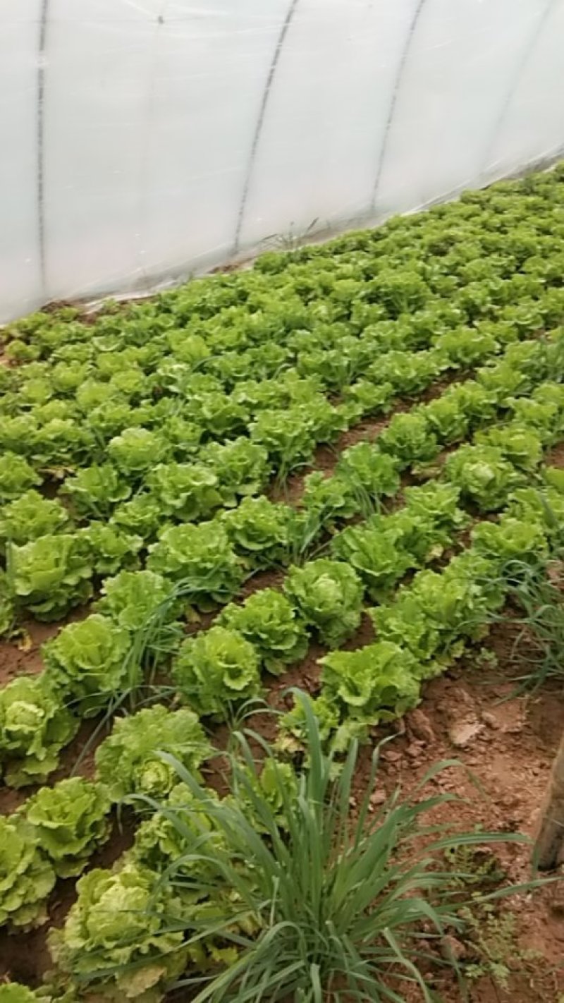 大叶生菜现在出售2-3两大量出售货源充足欢迎批发