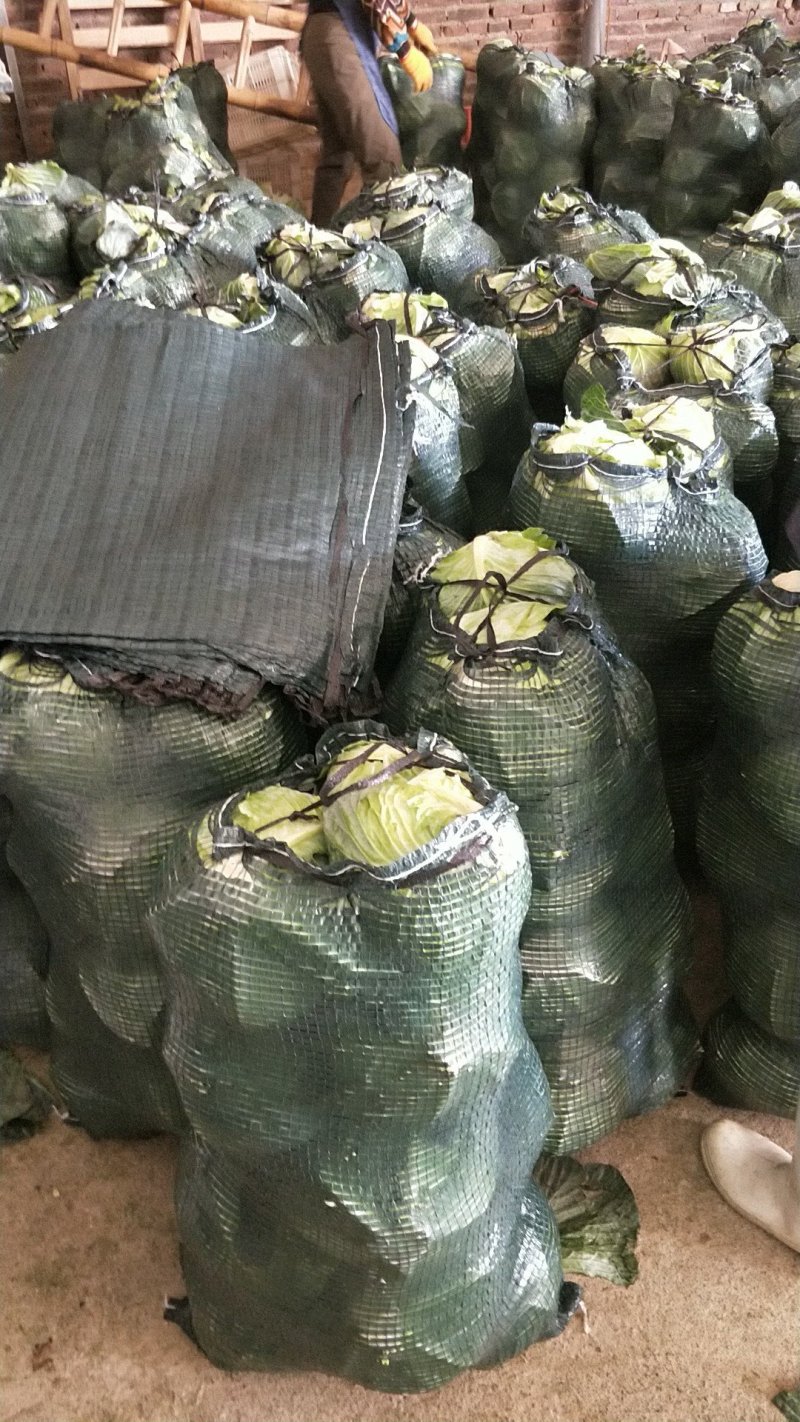 圆包菜铁头铁包福建包菜漳浦铁头产地直供