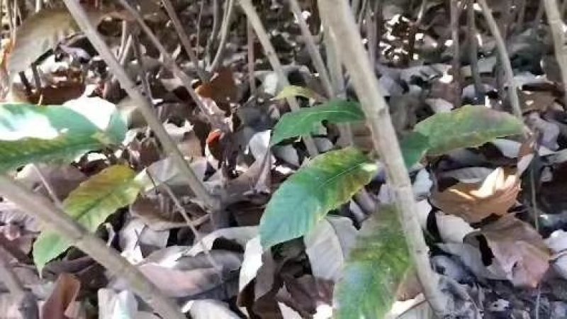 精选毛桃树苗核桃苗，当年毛桃苗成活率高根系发达