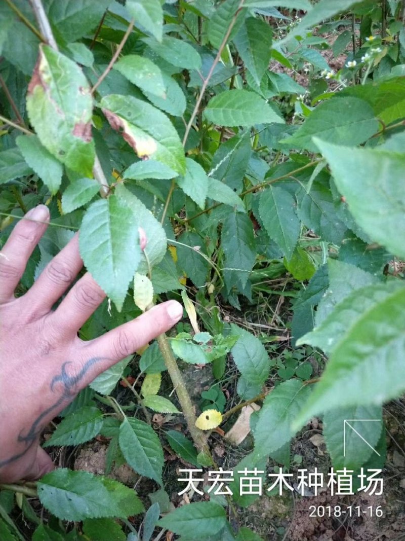 樱桃苗，黑珍珠车厘子，大红灯，