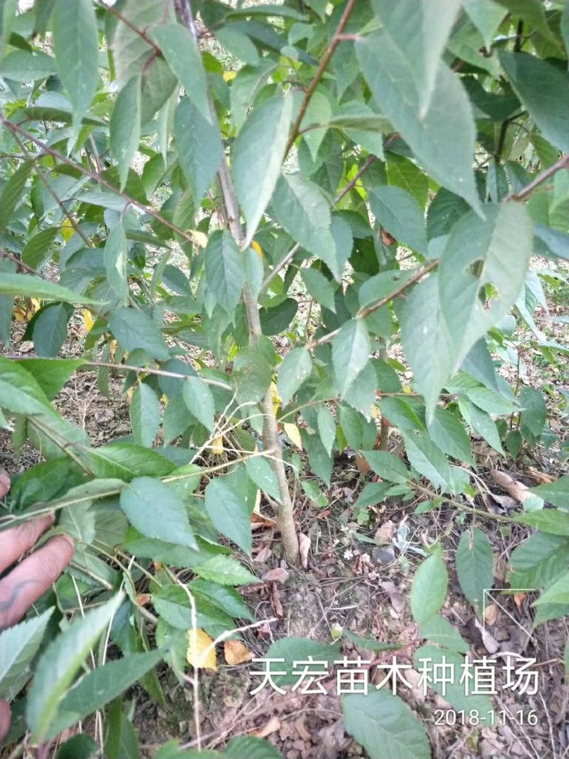 樱桃苗，黑珍珠车厘子，大红灯，