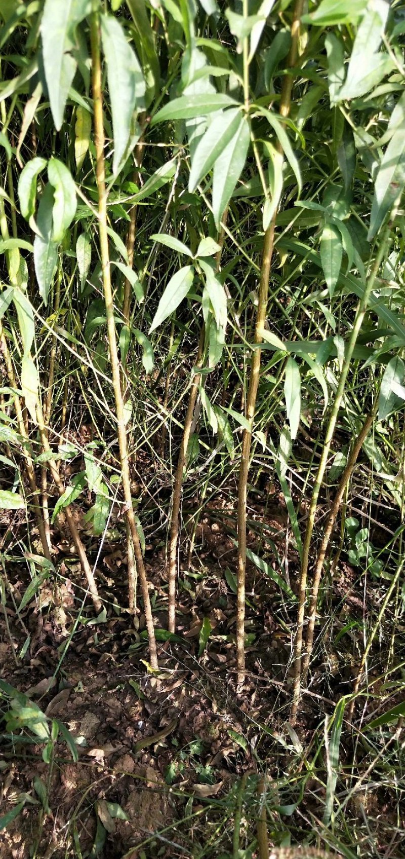 樱桃苗，黑珍珠车厘子，大红灯，