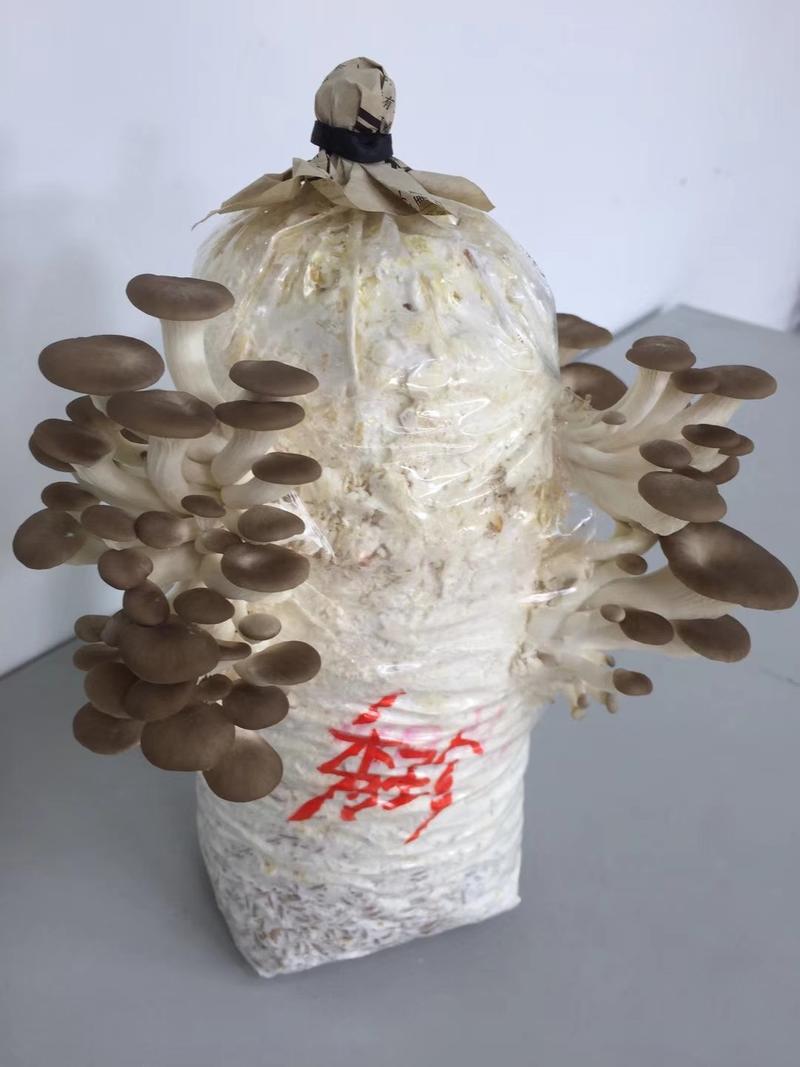 高产抗病袖珍菇菌种。母种原种栽培种，质量好，免费提供技术