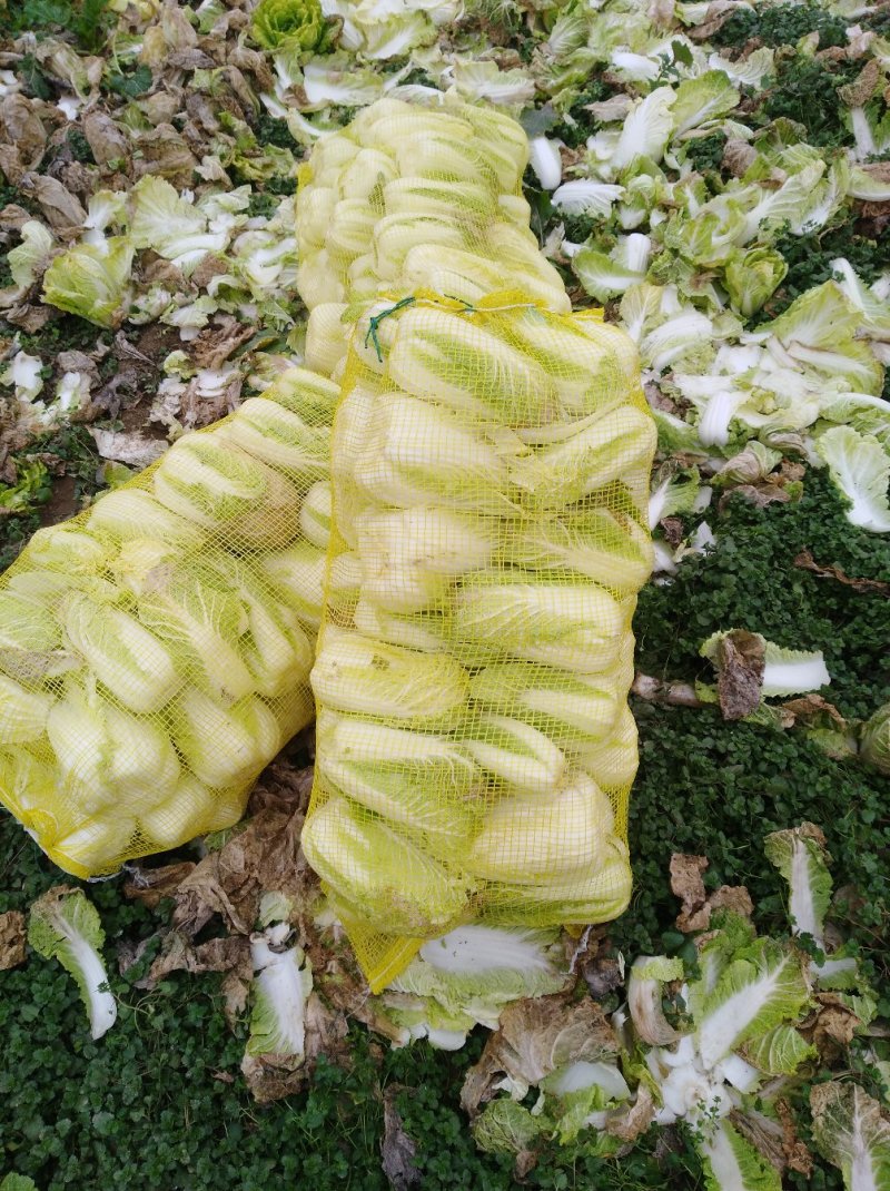 娃娃菜