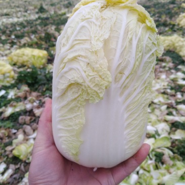 娃娃菜