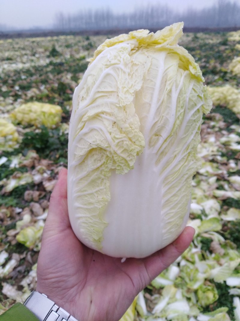 娃娃菜