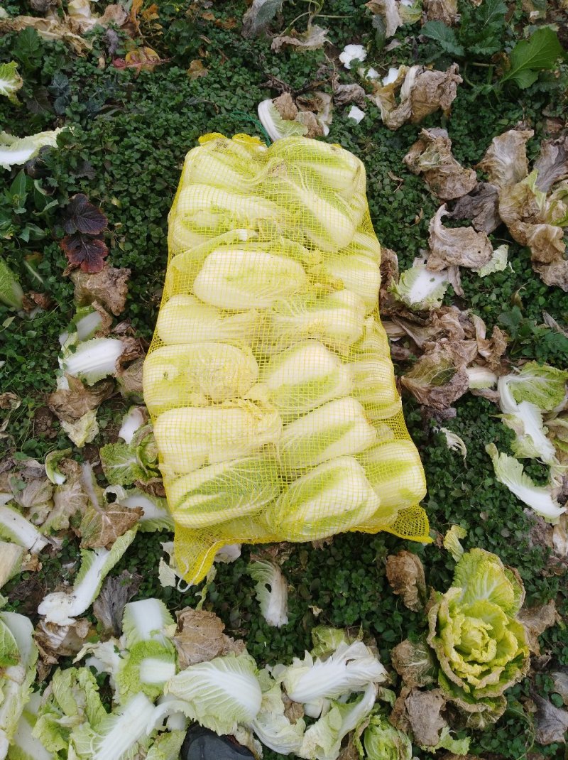娃娃菜
