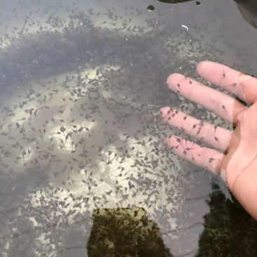 黑斑蛙种苗