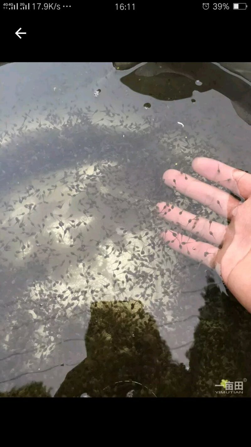 黑斑蛙种苗