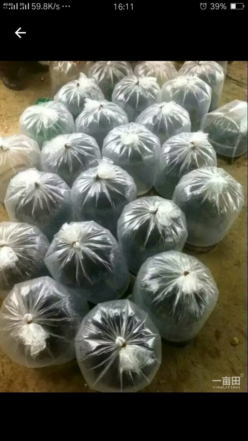 黑斑蛙种苗