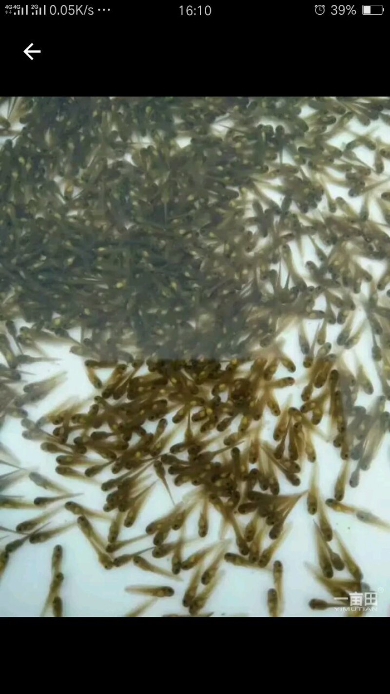 黑斑蛙种苗
