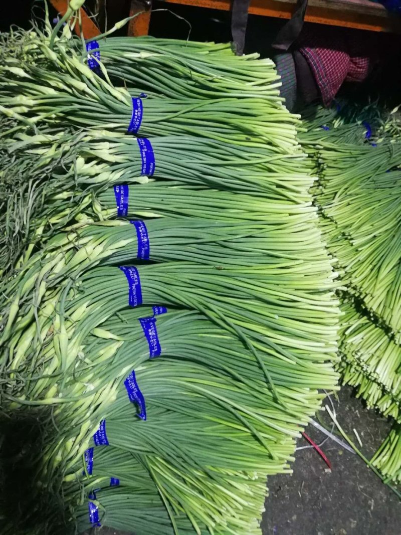 红帽蒜苔金乡蒜薹代收代存常年供应产地直发大量现货