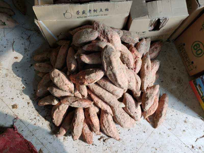 秦薯五号红薯苗，烟薯25，紫薯